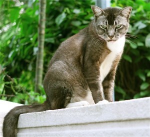 E-Sarn Thai Cuisine Ridgewood3