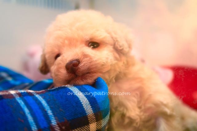 Shinjuku pet shop - 1