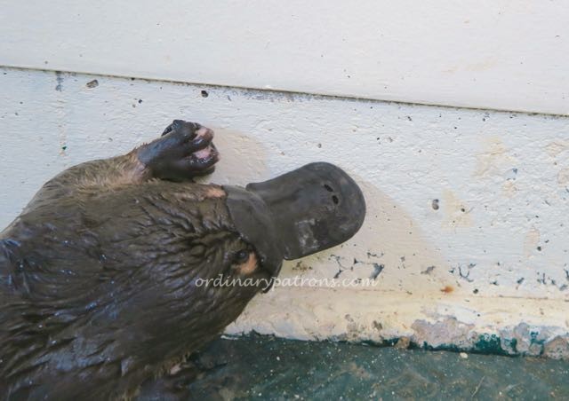 Tasmania Attractions Platypus - 2