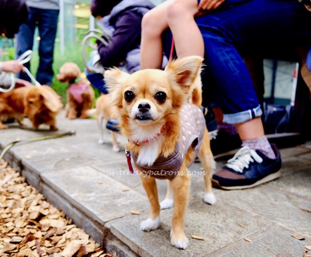 eating-in-tokyo-daikanyama-t-site-1-1