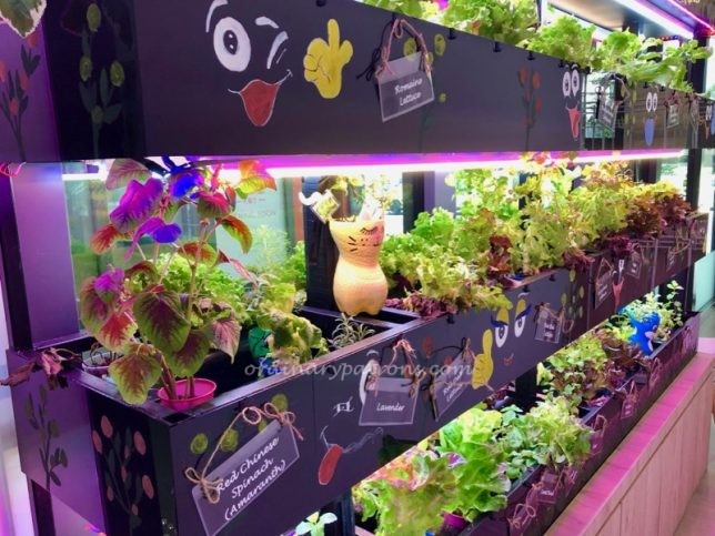 Green Ba Restaurant vegetable plot