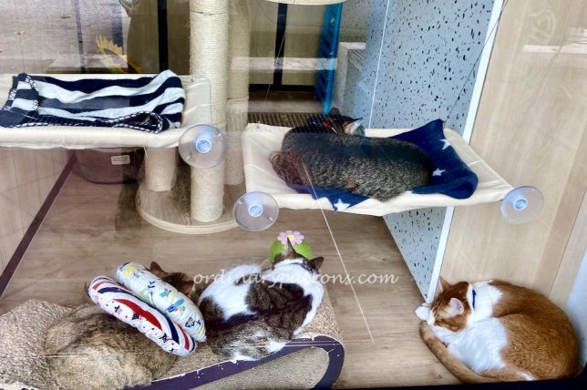 Rail Mall Food Outlets and Restaurants 2021- Cat Cafe