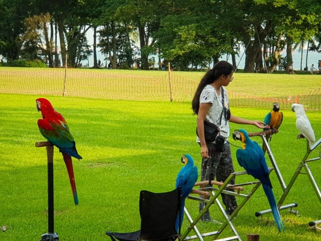 Bird Perch at East Coast Park