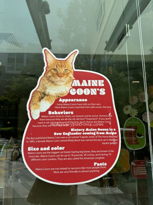 Cat Experience Star Vista 