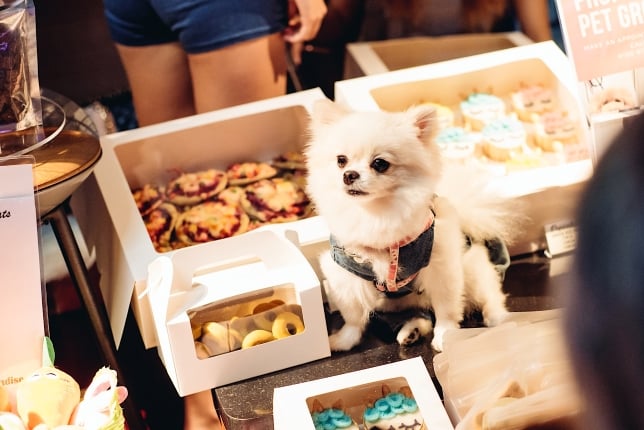 Zouk Hungover Pet Zone