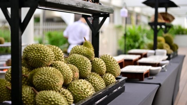 Durians at Peppermint's Urban Farm